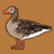 Gans 