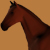 Pferd